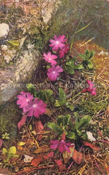 Foto Photochemie Nr. 1419 Primula Clusiana