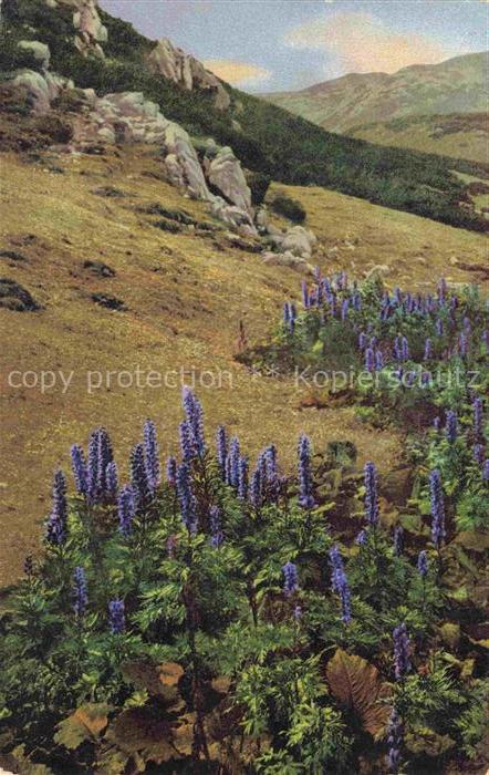 Foto Photochemie Nr. 776 Aconitum Napellus