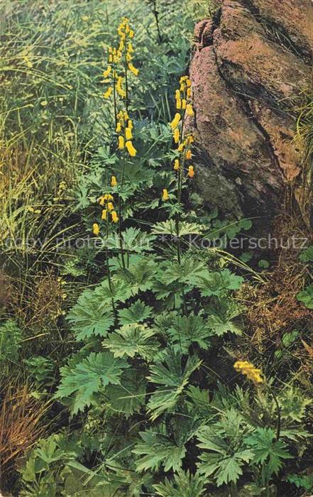 Foto Photochemie Nr. 918 Aconitum Lycoctonum