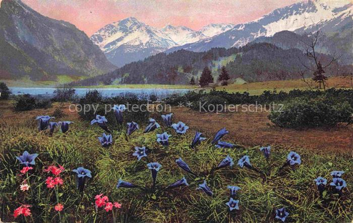 Foto Photochemie Nr. 933 Pinus pumilio Gentiana acaulis Primula farinosa