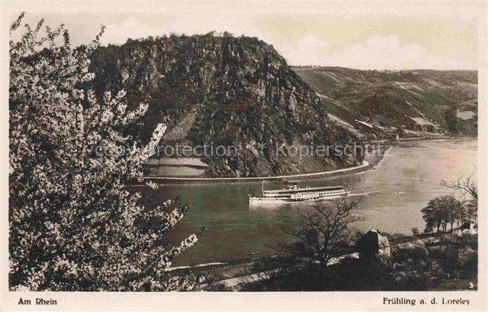 Dampfer Seitenrad Am Rhein Fruehling a.d. Loreley