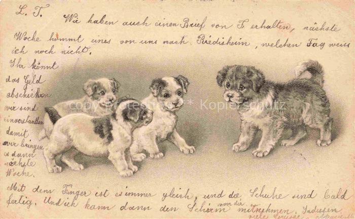 HUNDE dogs chiens-- Welpen