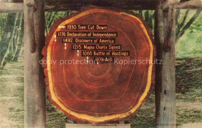 Trees Baeume Arbres Arboles K129 California Redwood cross section