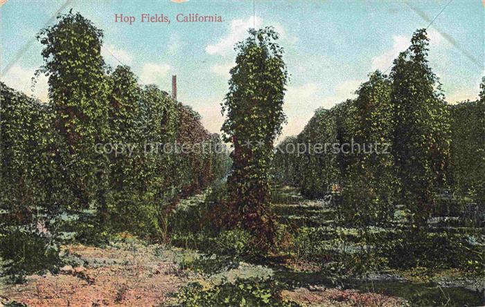 Hopfen  Hops Houblon Lupolo Luppolo Landwirtschaft-- Hop Frields California