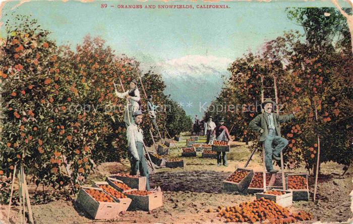 Landwirtschaft Agriculturo Agriculture-- Oranges Snowfields California Ernte