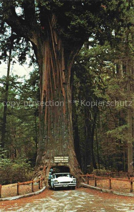 Trees Baeume Arbres Arboles Chandelier Drieve Thru Tree