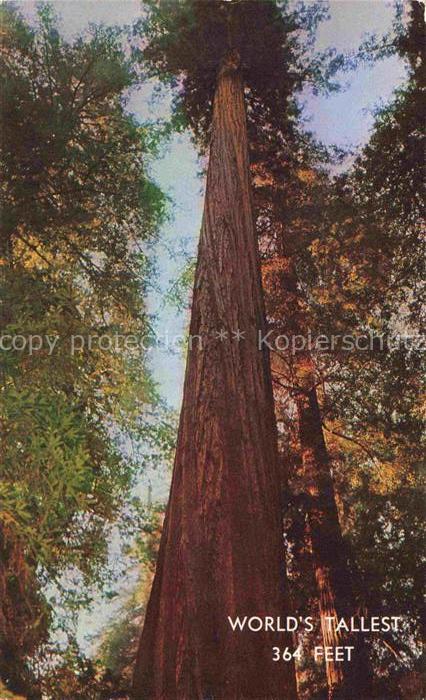 Trees Baeume Arbres Arboles Founders Tree