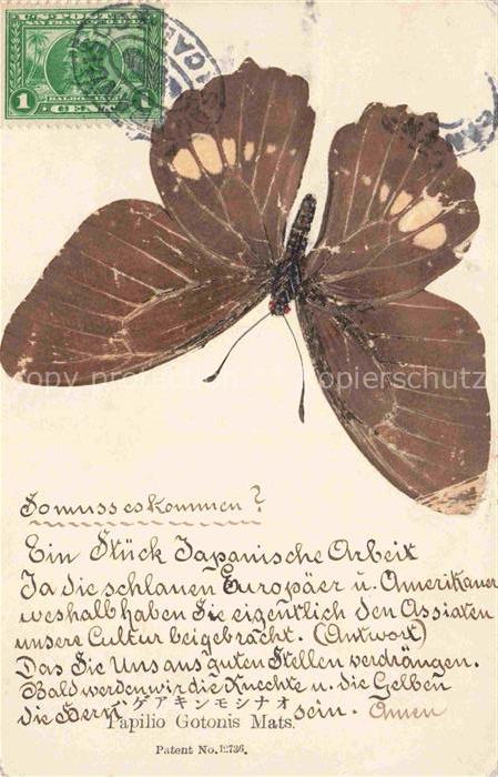 Schmetterlinge Papilio Gotonis Mats