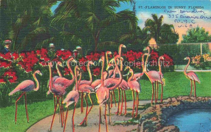 Flamingos Flamants Roses Flamencos Fenicotteri-- Sunny Florida