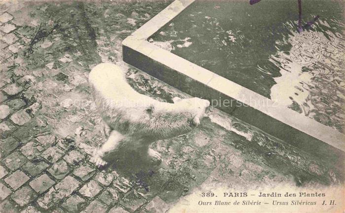 Eisbaer Icebear Ours Polaire Bear Orso-- Paris Jardin des Plantes