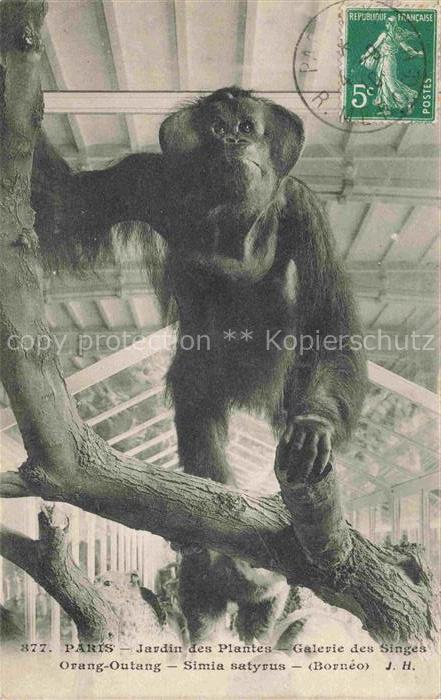 Affen Monkeys Singes Monos Scimmie-- Paris Jardin des Plantes Orang Outang