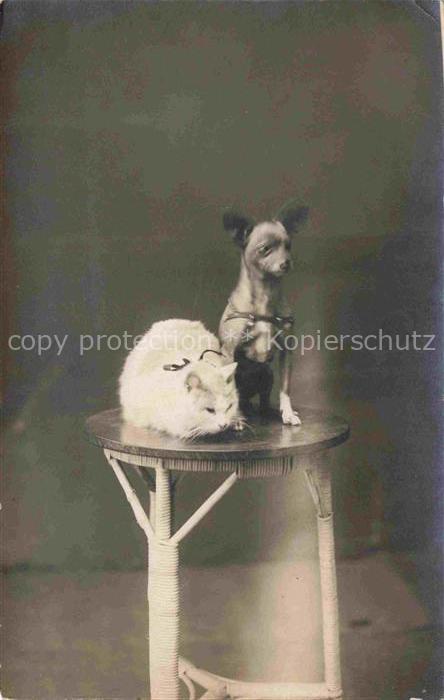HUNDE dogs chiens-- Katze
