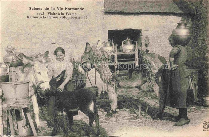 Esel Donkey Ane Burro Asno Asino-- Scenes de la Vie Normandi Landwirtschaft