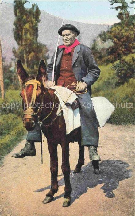 Esel Donkey Ane Burro Asno Asino-- Les Pyrenees Vieux Montagnard
