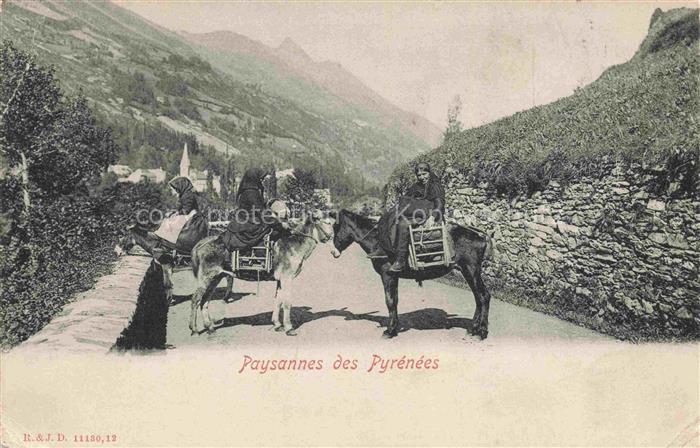 Esel Donkey Ane Burro Asno Asino-- Paysannes des Pyrenees