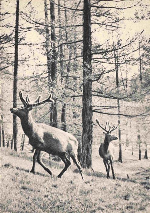 Hirsch Stag Deer Cerf Ciervo-- Altai Maral
