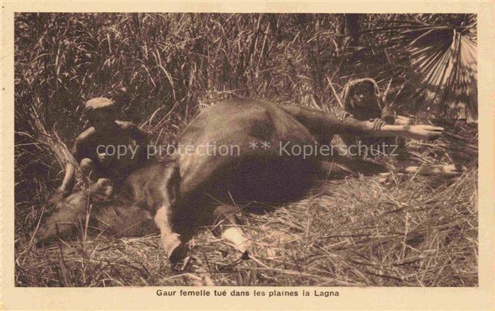 Vietnam Gaur fermelle tué dans les plaines la Lagna M. Defosse