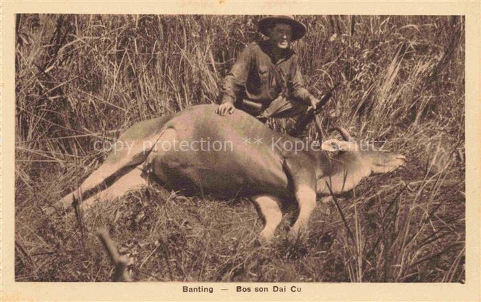 Banting Vietnam Bos son Dai Cu Jagd M. Defosse