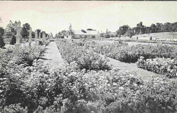Newark New York USA The Jackson and Perkins Rose Garden