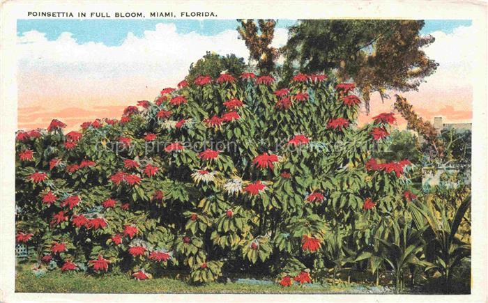 MIAMI  Florida USA Poinsettia in full bloom