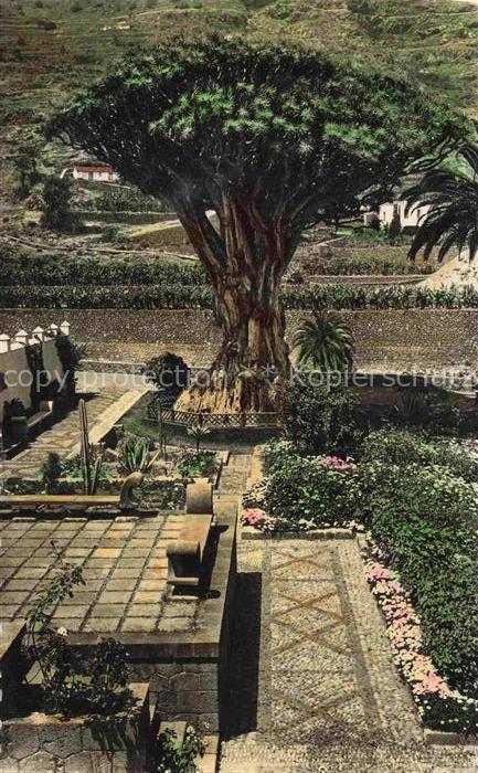 Icod de los Vinos Tenerife Islas Canarias ES El Drago Dragon-tree