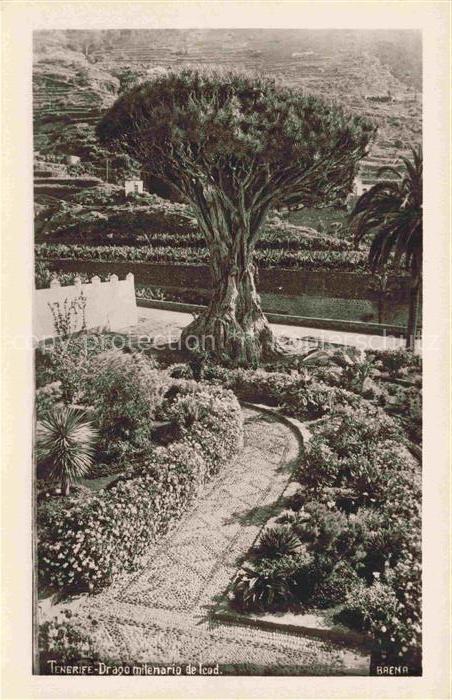 Tenerife Islas Canarias Spanien ES Drago milenario de lead