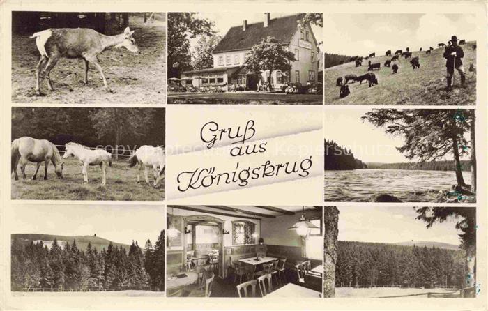 Braunlage Harz Niedersachsen Gaststaette Koenigskrug Gasttraum Wildpark Panorama
