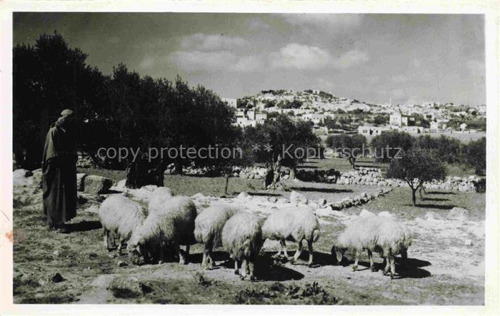 Bethlehem  Yerushalayim Israel from Shepherds field