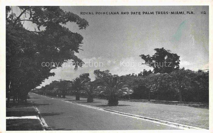 MIAMI Florida USA Royal Poinciana and Date Palm Trees