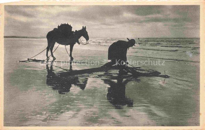 Oostduinkerke Koksijde Belgie Pêcheur de crevettes Krabbenfischer