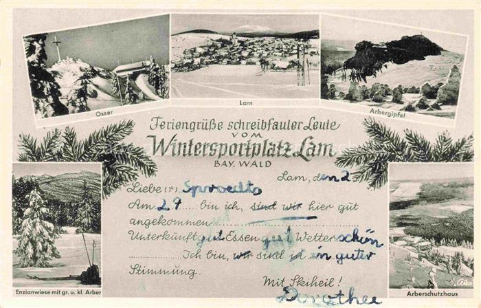 Lam Oberpfalz Osser Lam Arbergipfel Enzianwiese Arberschutzhaus