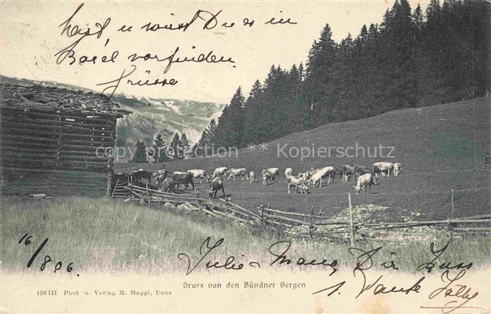 Kuehe Gruss von der Buendner Bergen