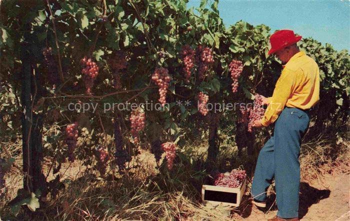 Wein Wine Vin Vino-- Vineyards California