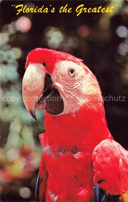 Parrot Papagei Perroquet Loro Pappagallo-- GLE Miami Florida