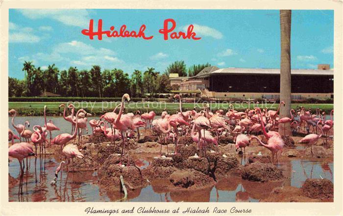 Flamingos Flamants Roses Flamencos Fenicotteri-- Hialeah Park Miami Florida