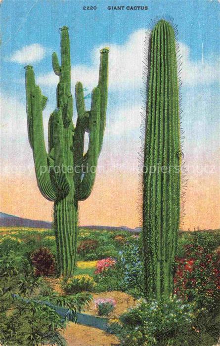 Kakteen Cacti Cactus-- Giant Cactus