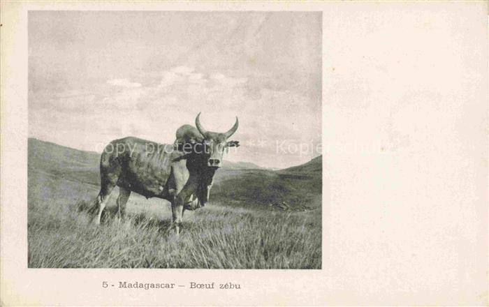 Kuehe Madagascar Boeuf zebu