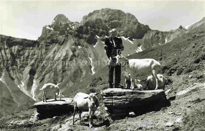 Schaeferei Sheperding Bergerie-- Kandersteg Idyll auf Allmenalp Lohner Ziege