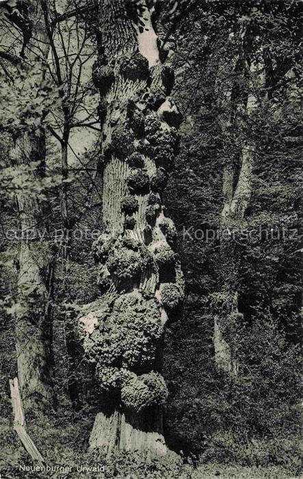 Baeume Trees Arbres Arboles Neuenburger Urwald Bundeskegelbahn Tierpark