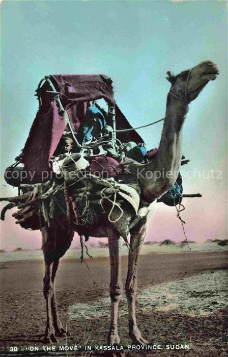 Kamele  Camel Chameau-- Kassala Province Sudan