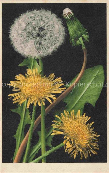 Blumen Flowers Fleurs Loewenzahn