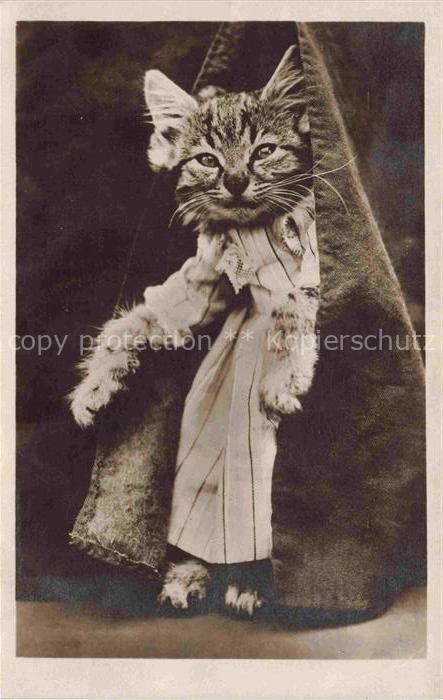 KATZEN Cats Chats Gatos Gatti--