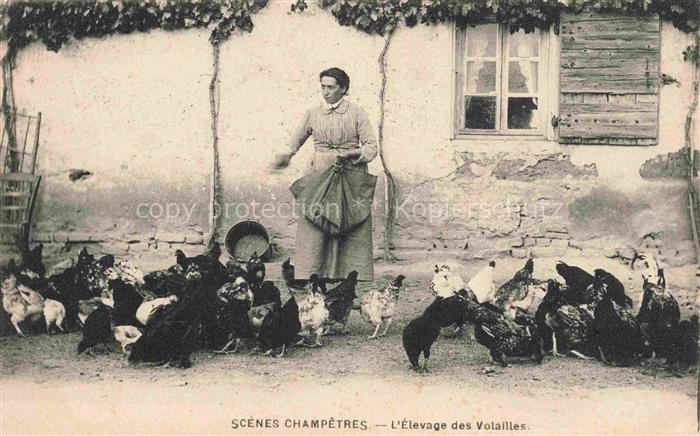 Voegel Birds Oiseaux Uccelli Pajaros-- Huehner Fuettern Frau elevage des Volaill
