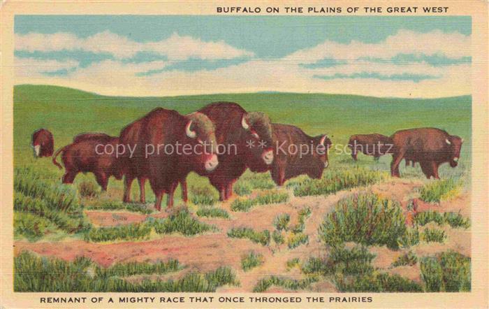 Bueffel Buffalo Buffle-- Mountains Mississippi USA