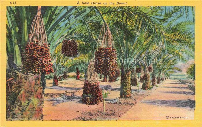 Datteln Dates Datiles Datteri-- Palms Gardens Grove on the Desert
