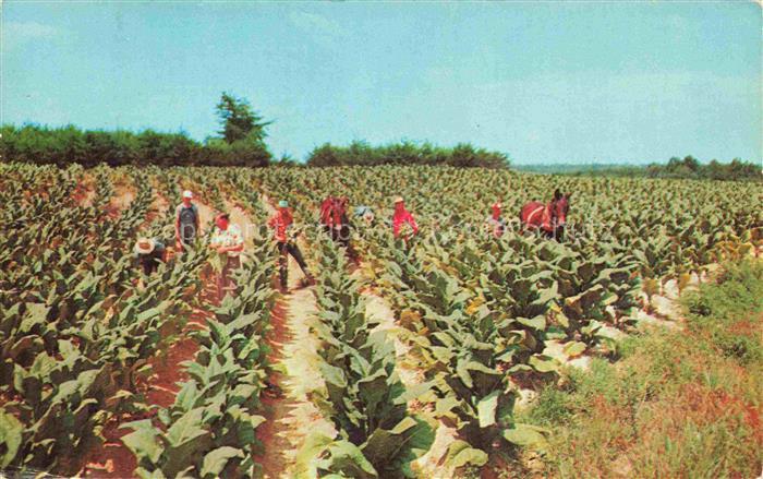 Tabak Tobacco Tabac-- Harvesting ernte