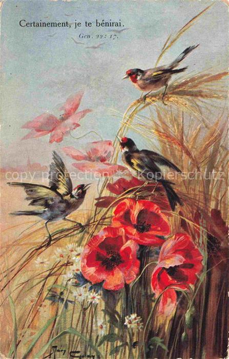 Mohnblumen Poppies Coquelicots Papaveri Amapolas-- Voegel Fluegelstreifen Gen