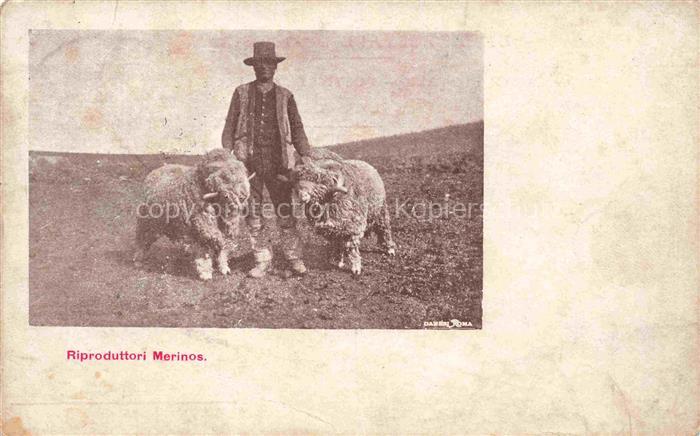 Schaeferei Sheperding Bergerie-- Schaffe