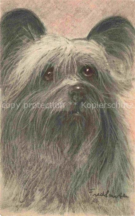 HUNDE dogs chiens-- Skye Terrier No 67 Litho