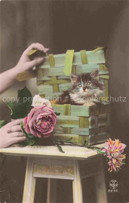 Foto Noyer A Paris Nr. 2246 Katze Rose